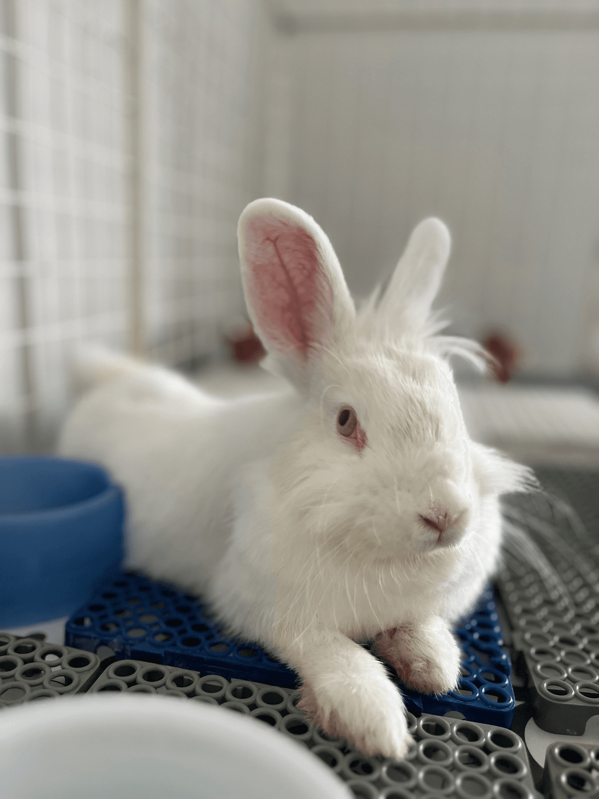 Internação de animais silvestres