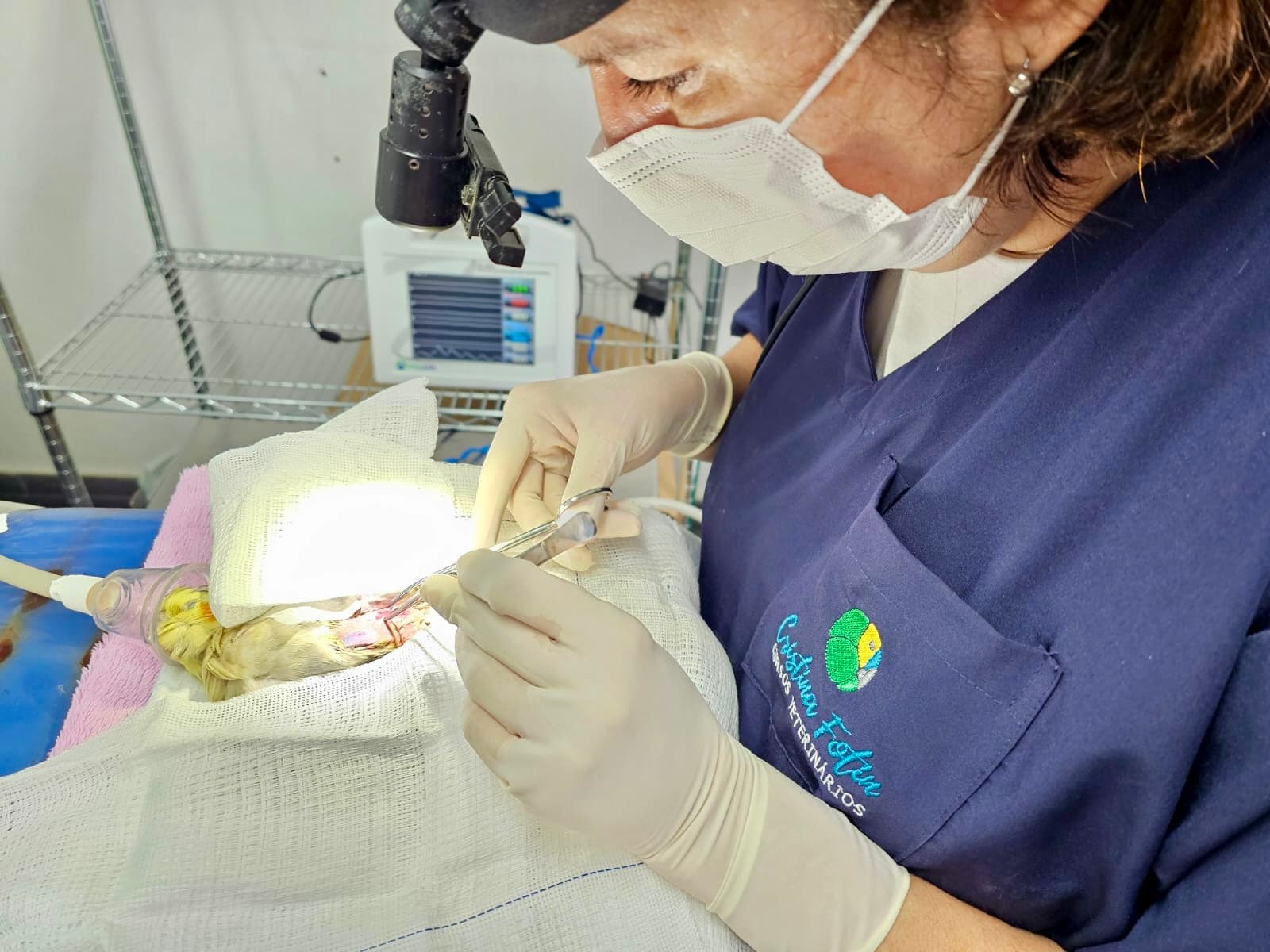 Cirurgia em animal silvestre