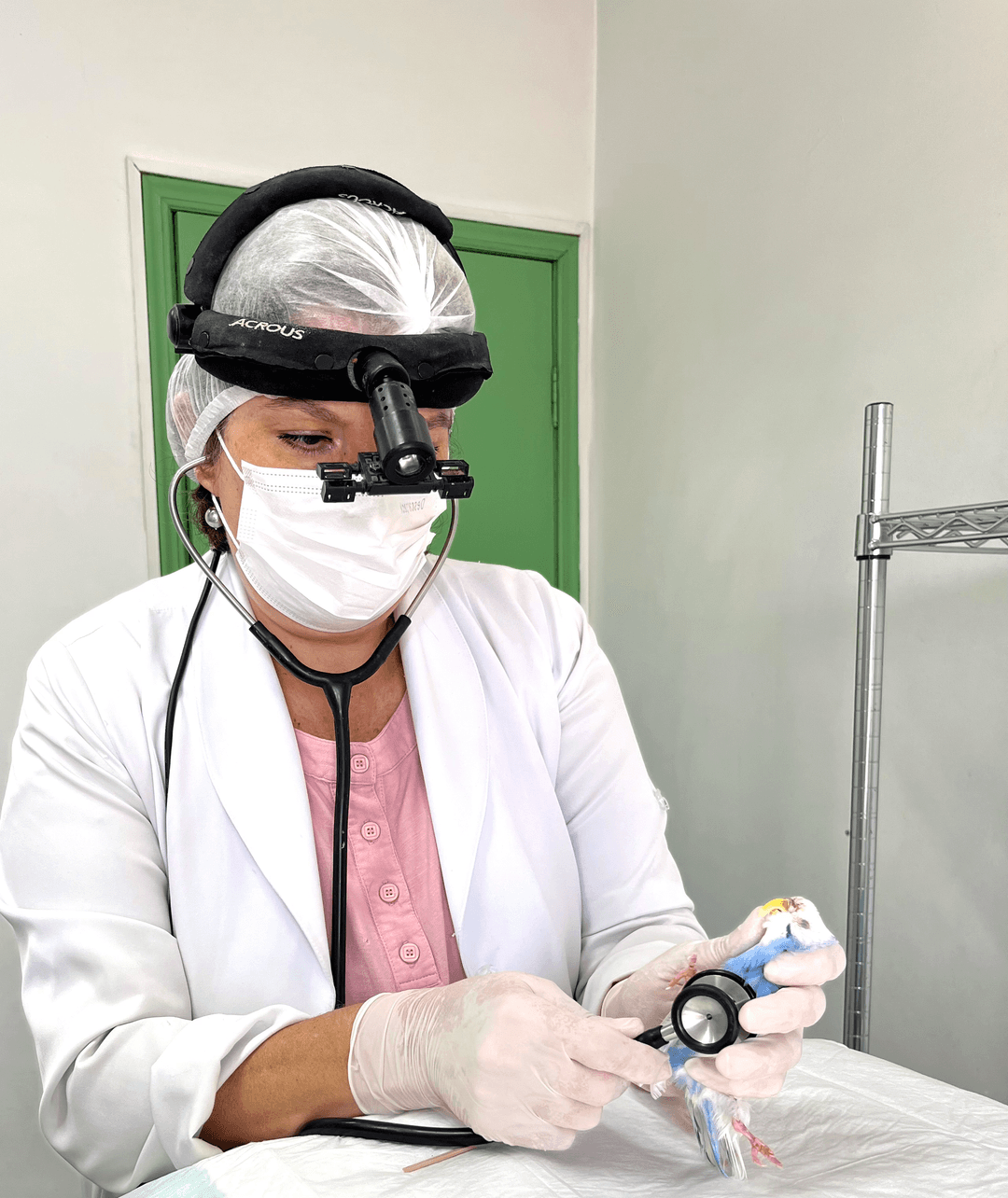 Imagem de Cirurgias em Animais Silvestres e Exóticos no Butantã, SP na Clínica Veterinária Jardim Esther, Butantã SP – cães, gatos e animais silvestres