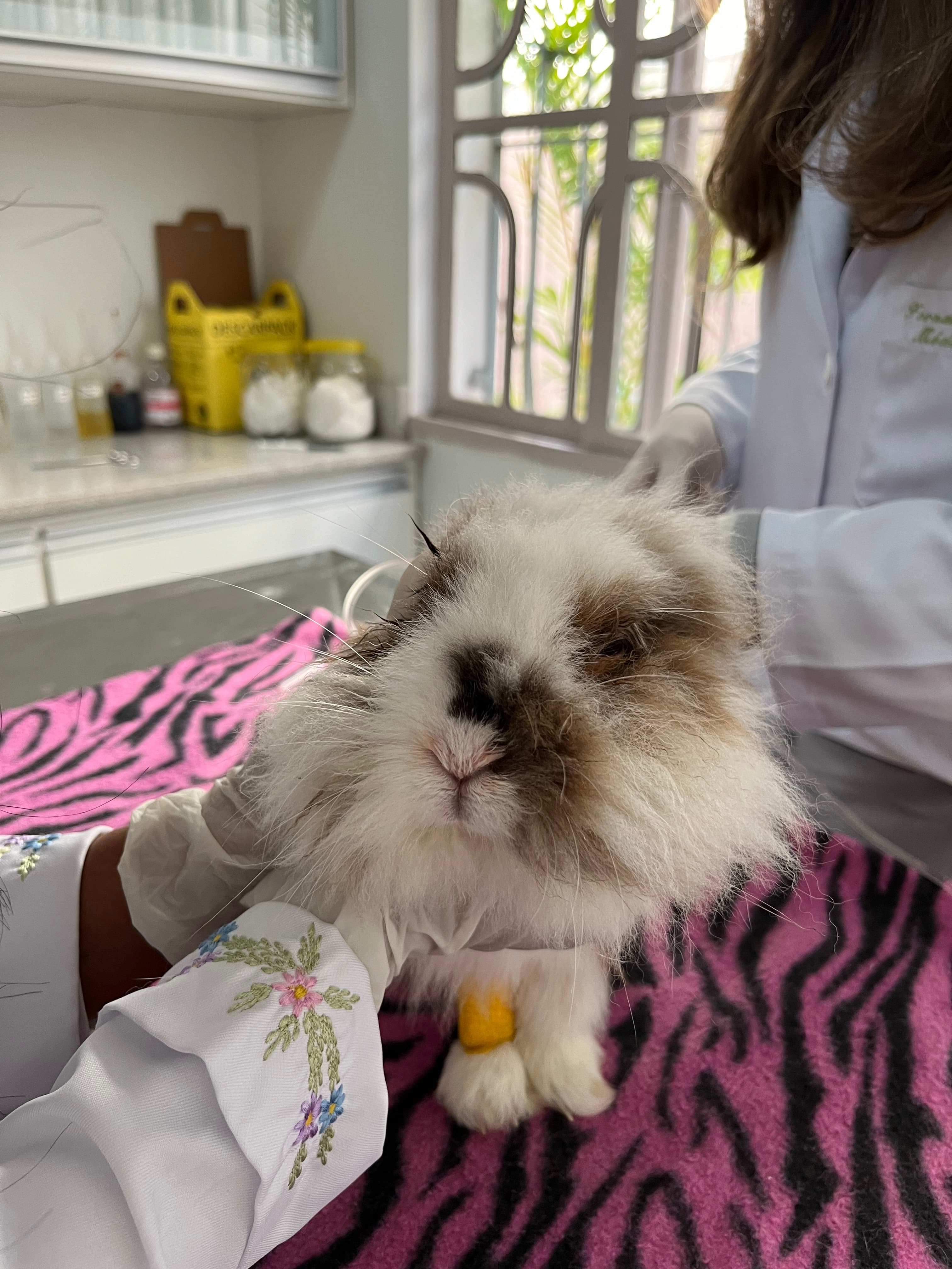 Equipe Clínica Veterinária Jardim Esther