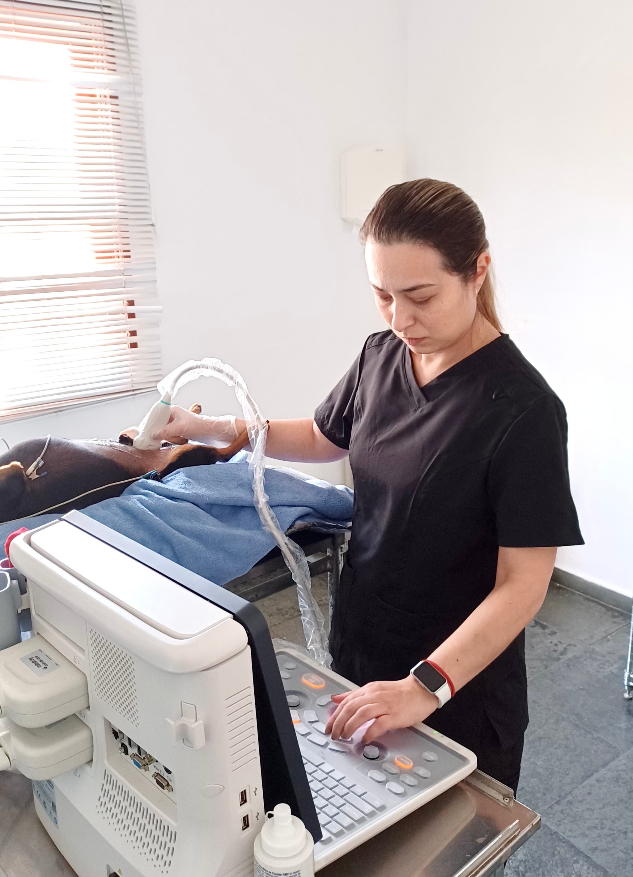 Exames complementares veterinários