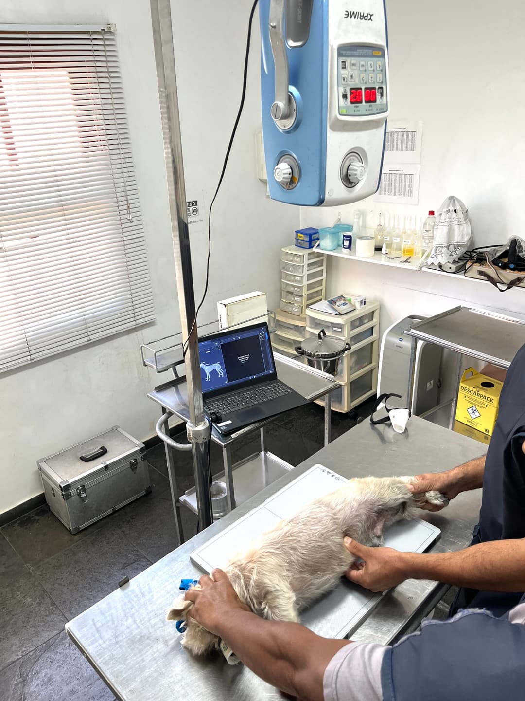 Imagem de Exames Complementares para Diagnóstico Veterinário Preciso na Clínica Veterinária Jardim Esther, Butantã SP – cães, gatos e animais silvestres